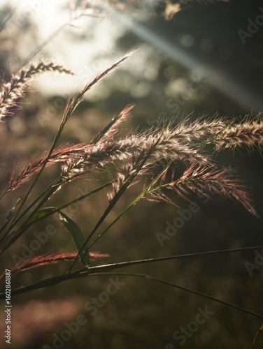 Soft sunlight filters through delicate grass plumes, creating serene and tranquil atmosphere. warm tones and gentle light evoke sense of calm and natural beauty
