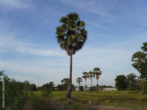 Tall palm tree stands in lush green field under clear blue sky, surrounded by smaller trees and vegetation, creating serene and peaceful landscape