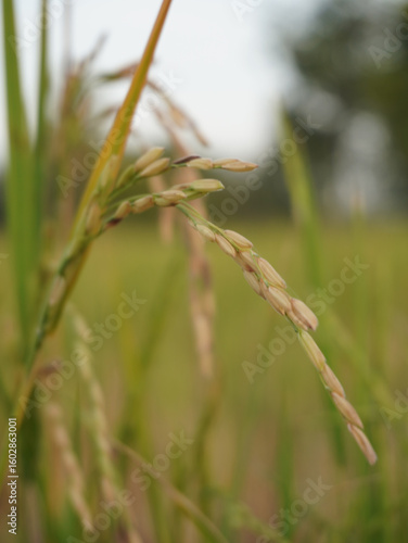 Close up of rice grains on plant, showcasing delicate structure and natural green hues. image captures essence of agriculture and growth process of rice in serene outdoor setting