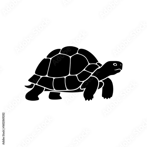 Turtle isolated on white background walking slow reptile with shell