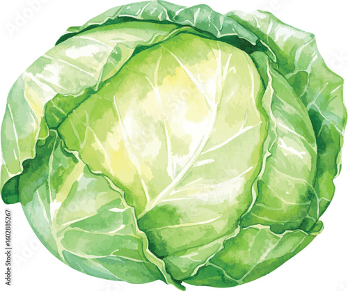 Fresh green cabbage isolated on a white background showing full head and leafy texture
