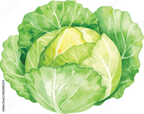 Fresh green cabbage isolated on a white background showing full head and leafy texture