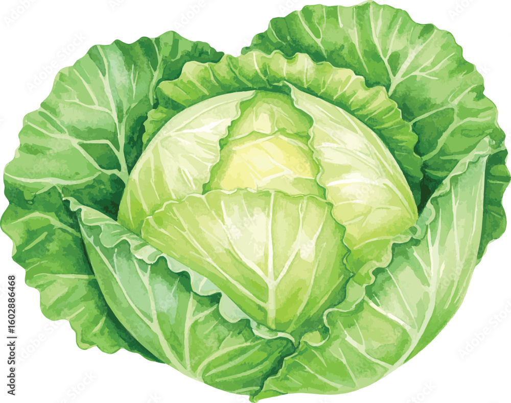 Fototapeta premium Fresh green cabbage isolated on a white background showing full head and leafy texture
