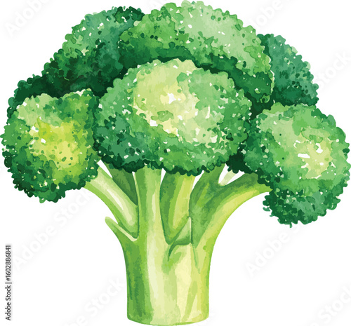 Fresh Green Broccoli Isolated on White Background