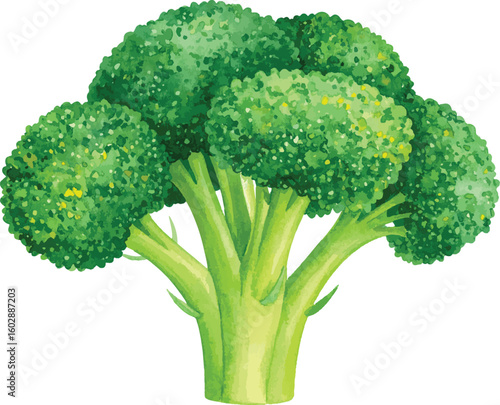 Fresh Green Broccoli Isolated on White Background