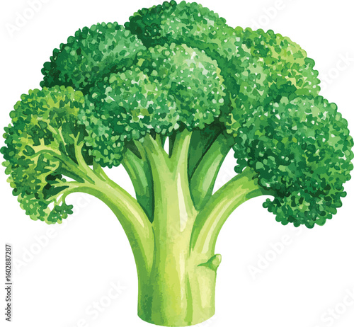 Fresh Green Broccoli Isolated on White Background
