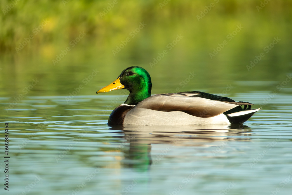 Fototapeta premium Mallard Duck male taken in SE Arizona