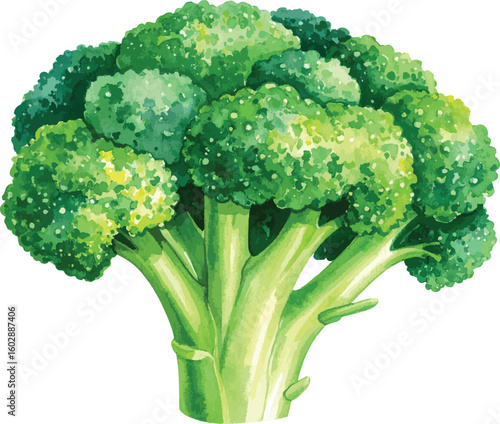 Fresh Green Broccoli Isolated on White Background