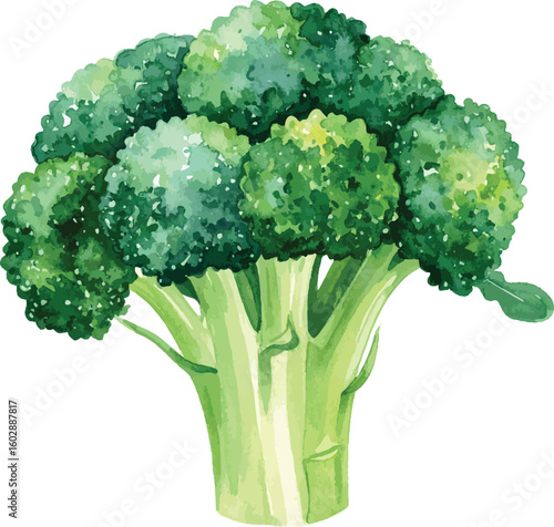 Fresh Green Broccoli Isolated on White Background