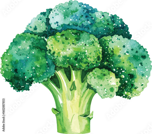 Fresh Green Broccoli Isolated on White Background