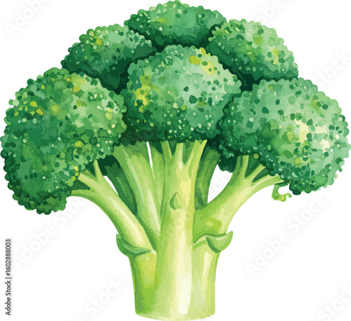 Fresh Green Broccoli Isolated on White Background