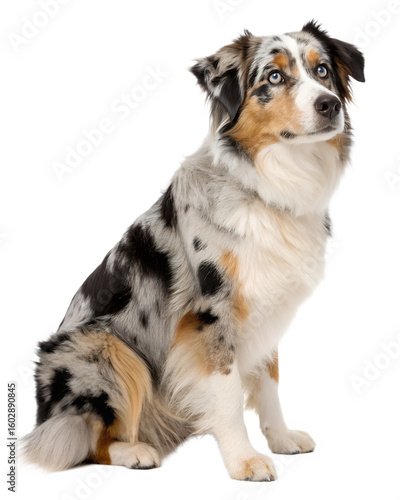 Australian Shepherd dog on transparent background