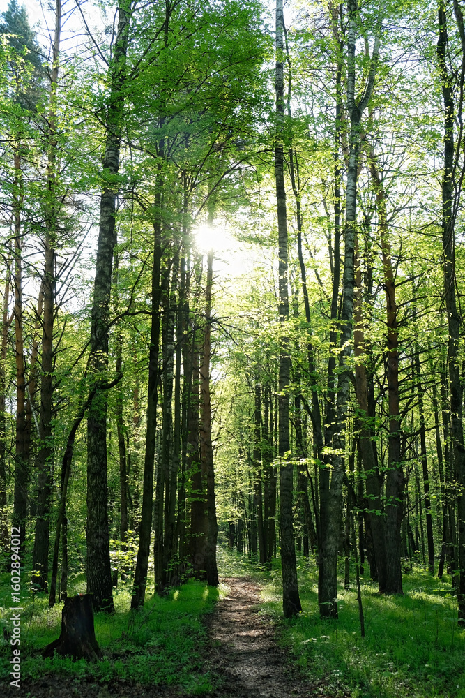 Naklejka premium forest landscape with with pathway and green trees, beautiful nature background. trees with young bright foliage in morning forest. wildlife, travel concept