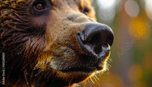 A calm but commanding close-up of a bear’s nose and eyes, rich in fur texture and realism. Captured in a serene forest moment with natural light.