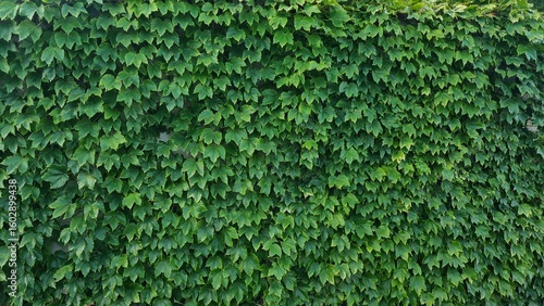 Billede på lærred A dense wall of green ivy leaves covers a vertical surface