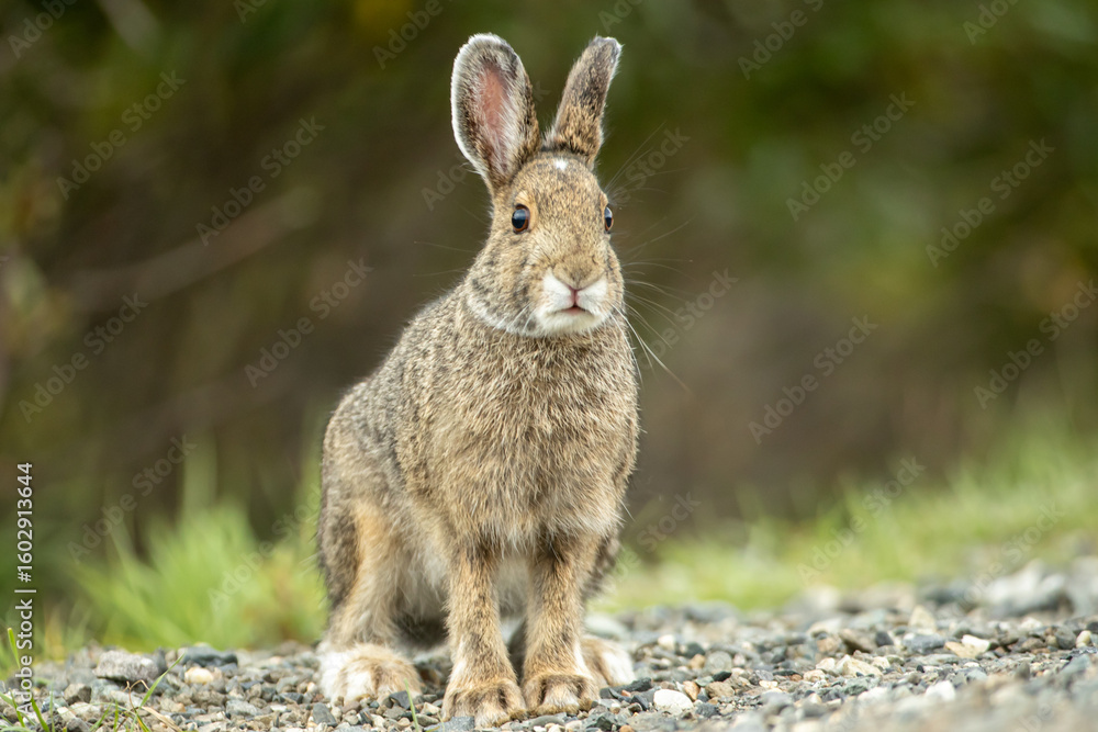 Fototapeta premium Snowshoe Hare brown taken in Alaska
