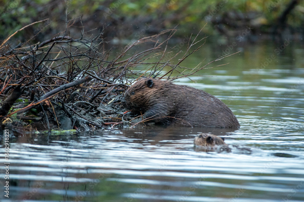 American Beaver building dam taken in central Alaska American Beaver building dam taken in central Alaska