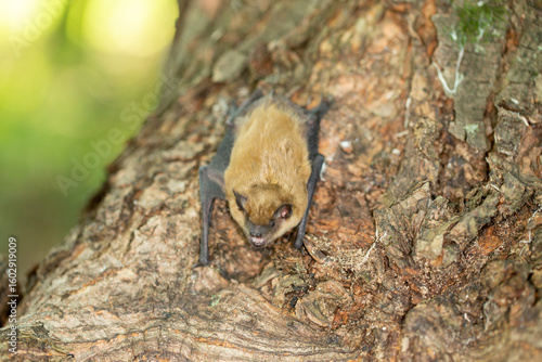 Little Brown Bat taken in southern MN