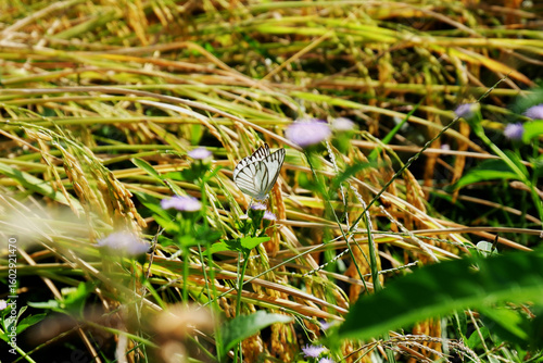 Butterfly in the golden rice field.