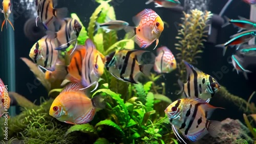 tropical fish in aquarium