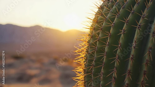 Close-up of cactus needles backlit by the golden hour sun as it sets.