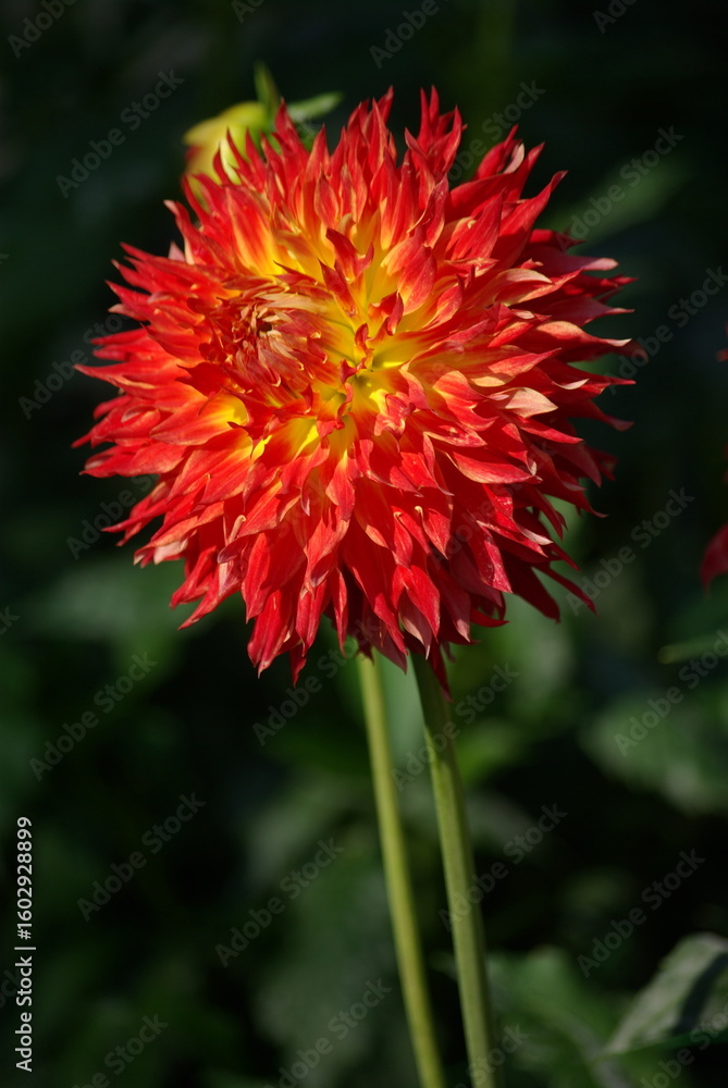 Dahlia rouge en été au jardin Dahlia rouge en été au jardin
