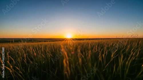 Sunset Over a Grassy Field