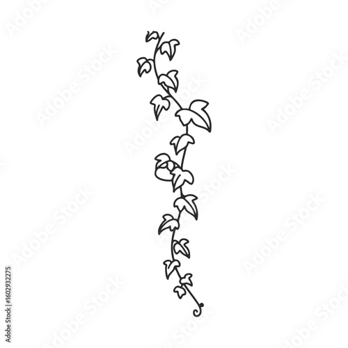 Minimalist black and white ivy vine drawing on white background – stock vector icon in line style