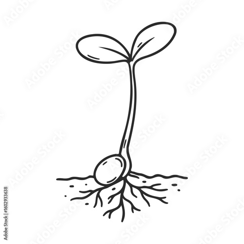 Monochrome seedling drawing: young plant with roots and leaves in simple line art – stock vector icon in line style