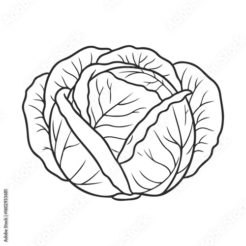 Outline drawing of cabbage with intricate leaf details – stock vector icon in line style