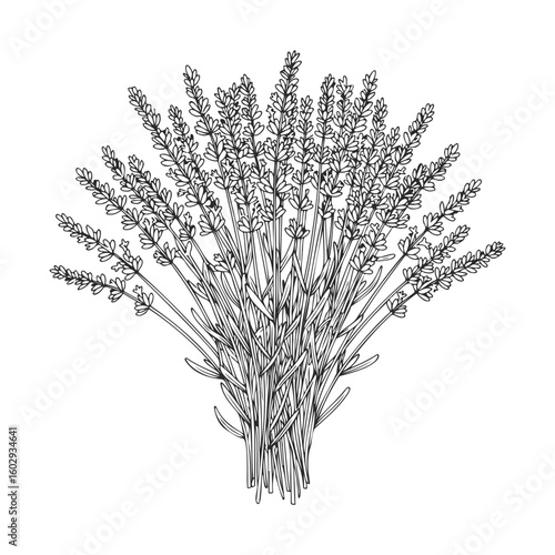 Detailed black and white lavender line art botanical illustration – stock vector icon in line style