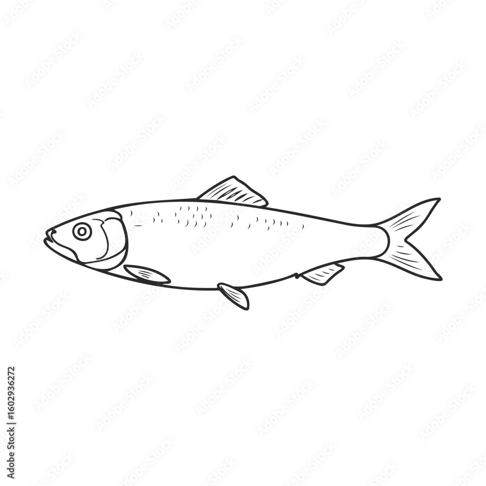 Fototapeta premium Black and white illustration of a fish with detailed line art design – stock vector icon in line style