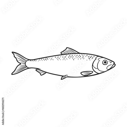 Black and white illustration of a herring fish with detailed scale pattern – stock vector icon in line style
