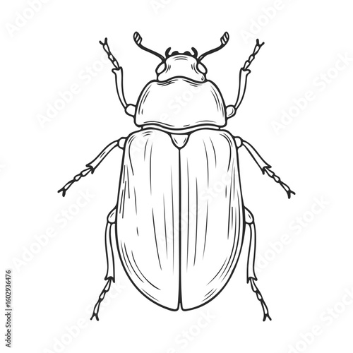 Detailed black and white illustration of a beetle with intricate line art design – stock vector icon in line style