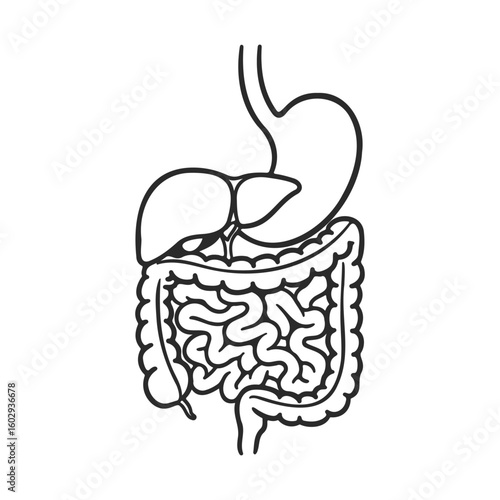 Human digestive system diagram: stomach, liver, intestines anatomy outline – stock vector icon in line style