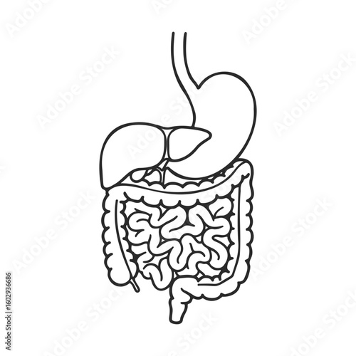 Black and white diagram of human digestive system with stomach, liver, and intestines – stock vector icon in line style