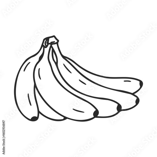 Hand-drawn illustration of a bunch of bananas – stock vector icon in line style