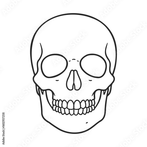 Simple black and white human skull line drawing with detailed teeth – stock vector icon in line style