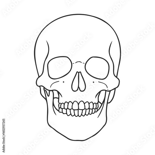 Detailed black and white illustration of human skull front view anatomy – stock vector icon in line style