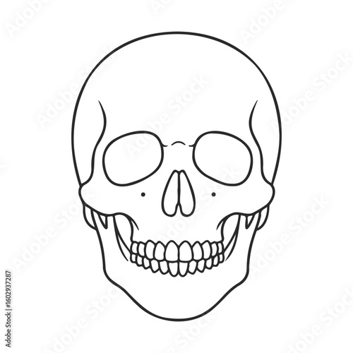 Detailed human skull outline showing front view anatomy – stock vector icon in line style