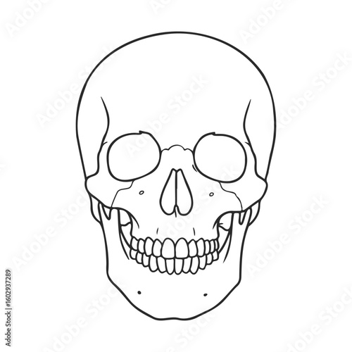Detailed human skull outline illustration anatomical diagram with visible teeth and eye sockets – stock vector icon in line style