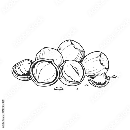 Black and white illustration of whole and cracked hazelnuts on white background – stock vector icon in line style