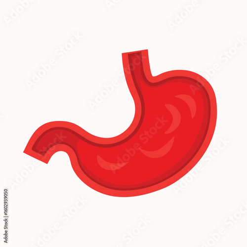 Red stomach organ internal anatomy vector illustration human