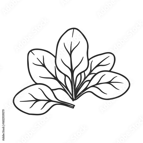 Black and white spinach leaf drawing illustration with detailed vein pattern – stock vector icon in line style