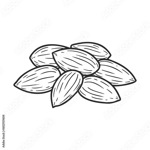 Hand-drawn almonds sketch: black and white line art illustration of nuts – stock vector icon in line style