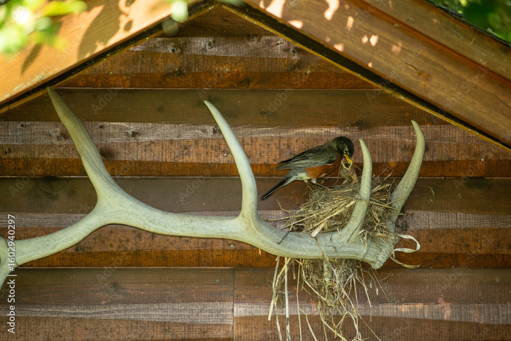 Ταπετσαρία American Robin nesting on elk antler taken in central MN