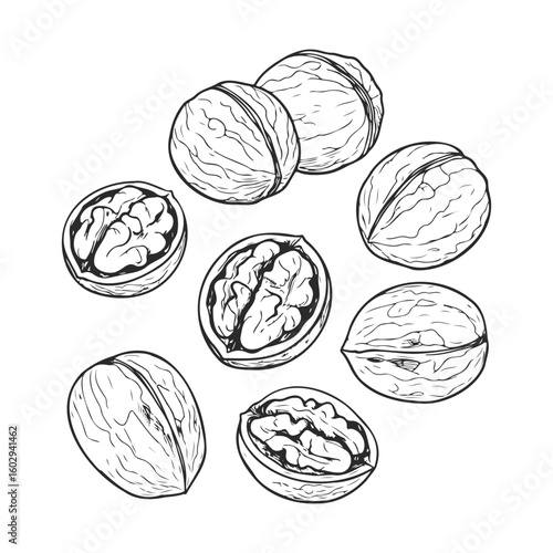 Detailed line art of whole and halved walnuts on white background – stock vector icon in line style