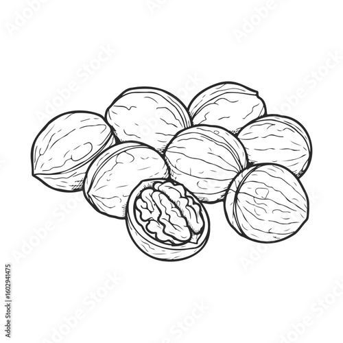 Hand-drawn illustration of walnuts in a pile with one open nut – stock vector icon in line style