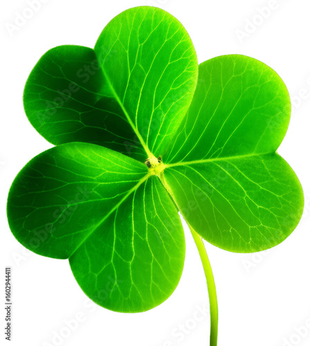 Green clover with three leaves against green background, transparent background png