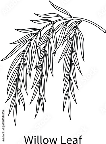 Elegant willow branch illustration showcases delicate, elongated leaves in a simple black outline, perfect for botanical designs, nature-themed projects, and minimalist artwork.